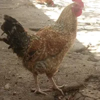 تعدادی مرغ و خروس به فروش میرسد|حیوانات مزرعه|زرندیه, |دیوار