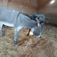 الاغ ماده مخصوص گله