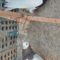 کبوترزینتی|پرنده|خاوران, |دیوار