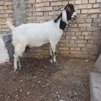 دوعددبز
