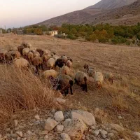 میش ترکی بختیاری|حیوانات مزرعه|چیتاب, |دیوار