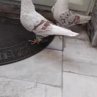 پلنگ نباتی