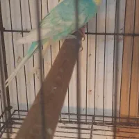 مرغ عشق بالغ اسپانگل