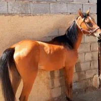 مادیان دره شور خالص