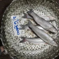 با سلام