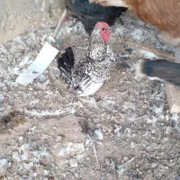 بوقلمون، خروس گردن لخت و مینیاتوری|حیوانات مزرعه|زارچ, |دیوار