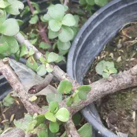 گلهای طبیعی|گل و گیاه طبیعی|رشت, خمیران زاهدان|دیوار