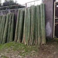 فروش نی خیزران|گل و گیاه طبیعی|رودسر, |دیوار