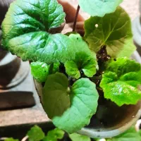 گل سینره عید همه 10هزار هشتپر میدان کبوتر