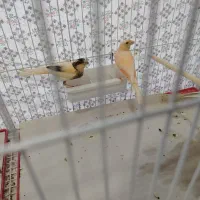 جوجه قناری با قفس