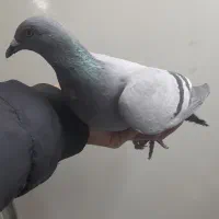 مسافتی ماده