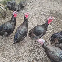 بوقلمون سرحال|حیوانات مزرعه|لاهیجان, کوی زمانی|دیوار