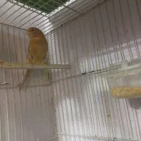 قناری ابلغ سیاه ماده