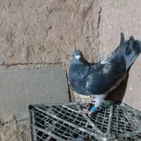 کفتر|پرنده|سلامی, |دیوار