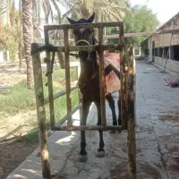 فروش یک راس اسب مادیون نژاد عرب سن سه سال و نیم|اسب و تجهیزات اسب‌سواری|رامهرمز, |دیوار