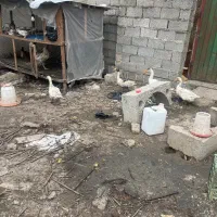 غاز بالغ|حیوانات مزرعه|رشت, شهریاران|دیوار