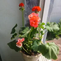 گل با گلدان