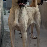 ماده سرابی خالص ۱۸ ماهه