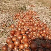 پخش عمده و مستقیم تره‌بار میوه سبزیجات باقالی ذرت|عمده‌فروشی|تهران, میدان میوه و تره‌بار مرکزی|دیوار