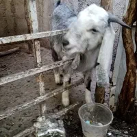 بز نر پاکستانی
