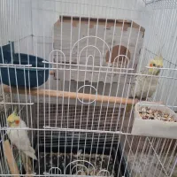 تعدادی عروس سخنگو و غیر سخنگو