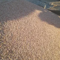 لوبیا چیتی|خوردنی و آشامیدنی|سمیرم, |دیوار