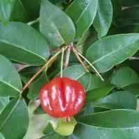 نهال گیلاس سورینا|گل و گیاه طبیعی|تهران, جوادیه|دیوار