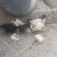 ۷ عدد جوجه