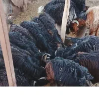 سلام|حیوانات مزرعه|خاش, |دیوار