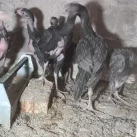 جوجه اوشامو|حیوانات مزرعه|اردبیل, |دیوار