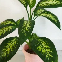 گل دیفن|گل و گیاه طبیعی|قروه, |دیوار