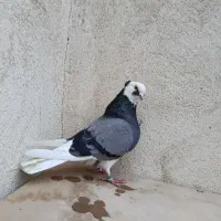 کفتر پرشی