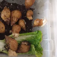 حلزون غول آفریقایی