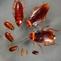 سمپاشی ساس سوسک مار عقرب موش کک موریانه حشرات