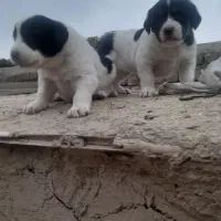 واگزاری توله آلبای اصل خت خون بالا با زمانت|سگ|گنبد کاووس, |دیوار