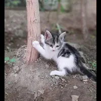 واگذاری بچه گربه دوماهه