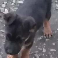 سگ ژرمن|سگ|رودسر, |دیوار