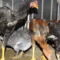 جوجه لاری|حیوانات مزرعه|کرمانشاه, |دیوار