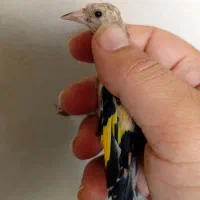 جوجه سهره نر و ماده|پرنده|قرچک, مهدیه|دیوار