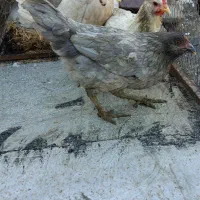 مرغ و خروس|حیوانات مزرعه|شیراز, دشت چنار|دیوار