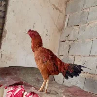 خروس لاری اصیل|حیوانات مزرعه|لیلان, |دیوار