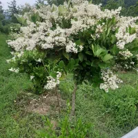 عسل۱۰۰درصد طبیعی|خوردنی و آشامیدنی|لاهیجان, یوسف آباد|دیوار