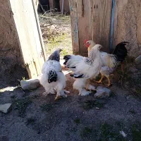 سه مرغ و یک خروس برهمای اصل|حیوانات مزرعه|مرند, |دیوار