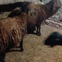 گوسفند ماده