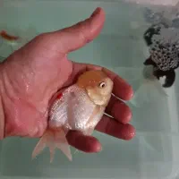 ماهی گلدفیش  بزرگ ۴ تا و ماهی کت چوبی ۱ دونه ۲۰|ماهی|تهران, حکیمیه|دیوار