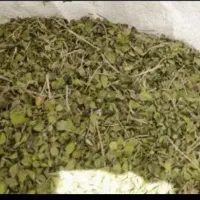 اویشن تازه گوهی