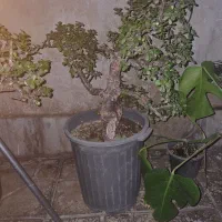 فروش گل خورفه|گل و گیاه طبیعی|هشتگرد, هشتگرد قدیم|دیوار