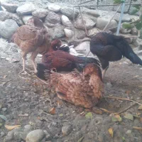 فروش دو عدد تیشت