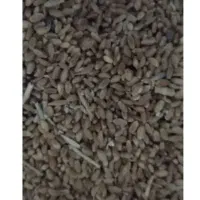 گندم فروشی امسال