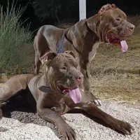 سگ پیتبول بمب